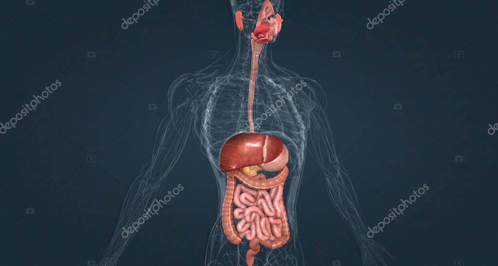 The gastrointestinal system includes the mouth, throat, esophagus, stomach, small intestine