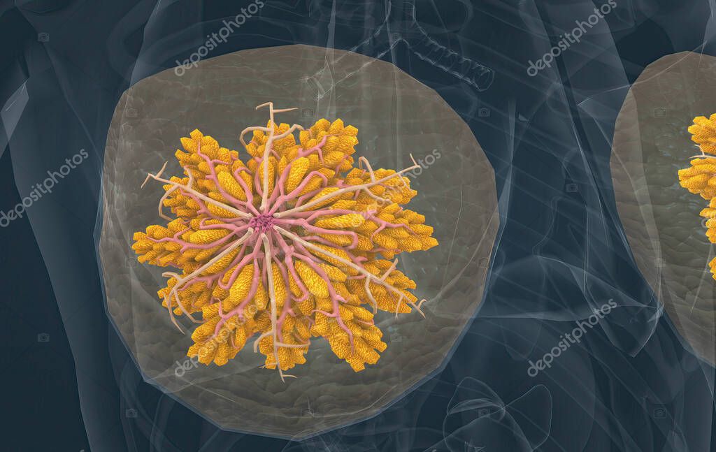 Los senos femeninos actúan como glándulas
