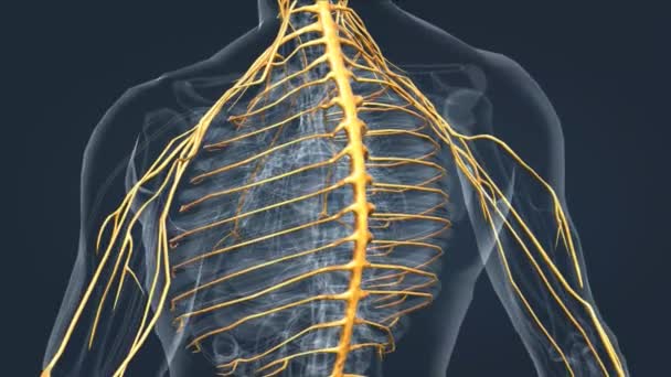 387 Spinal cord 3d Videos, Royalty-free Stock Spinal cord 3d Footage |  Depositphotos