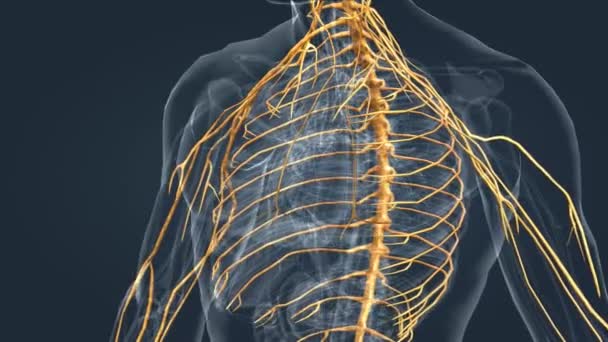 71 Peripheral nervous system Videos, Royalty-free Stock Peripheral nervous  system Footage | Depositphotos