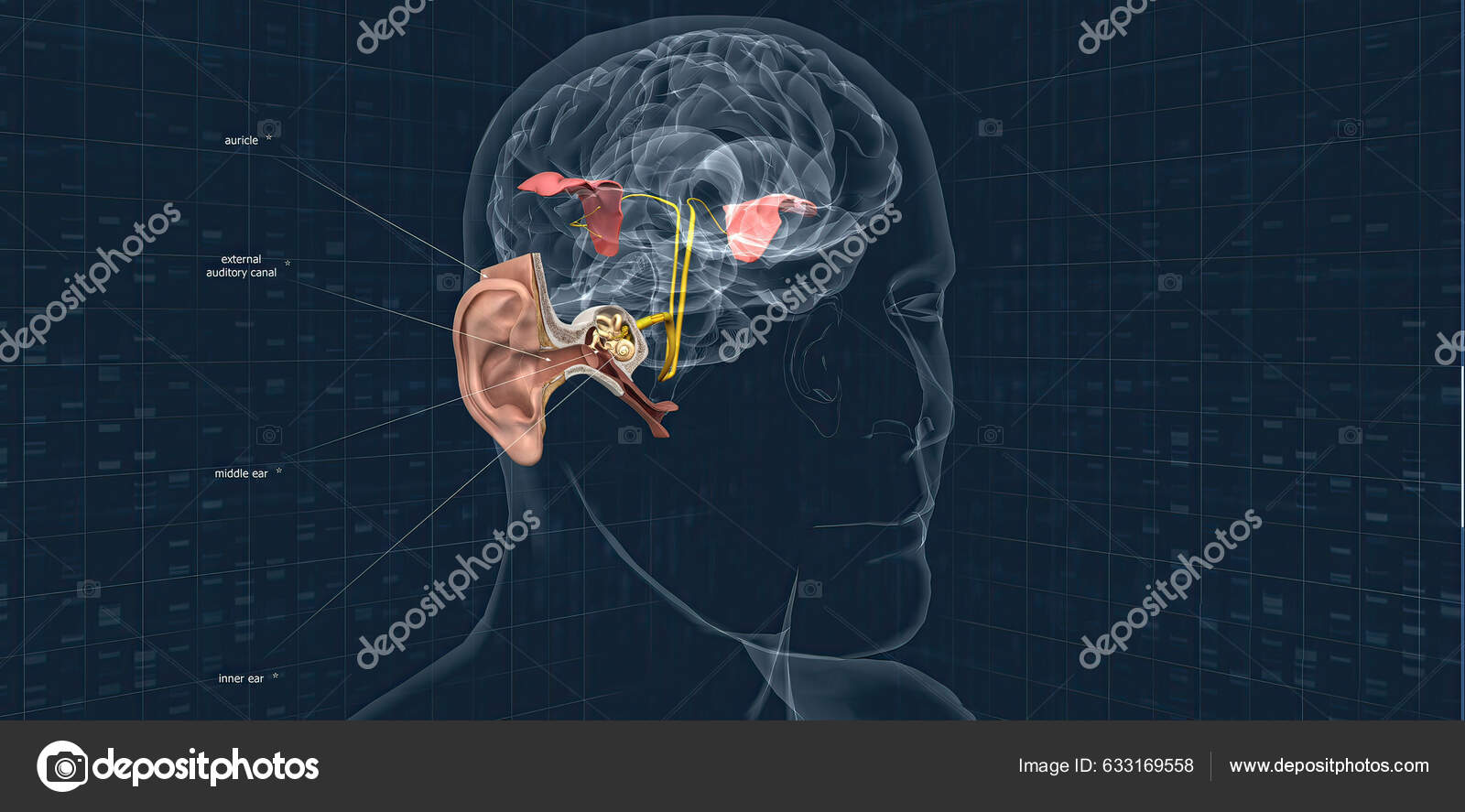 Auditory Cortex Sensory System Sense Hearing Includes Both Sensory ...