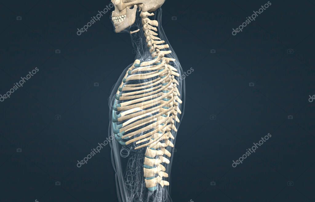 The costochondral joints are joints of the thoracic wall that connect