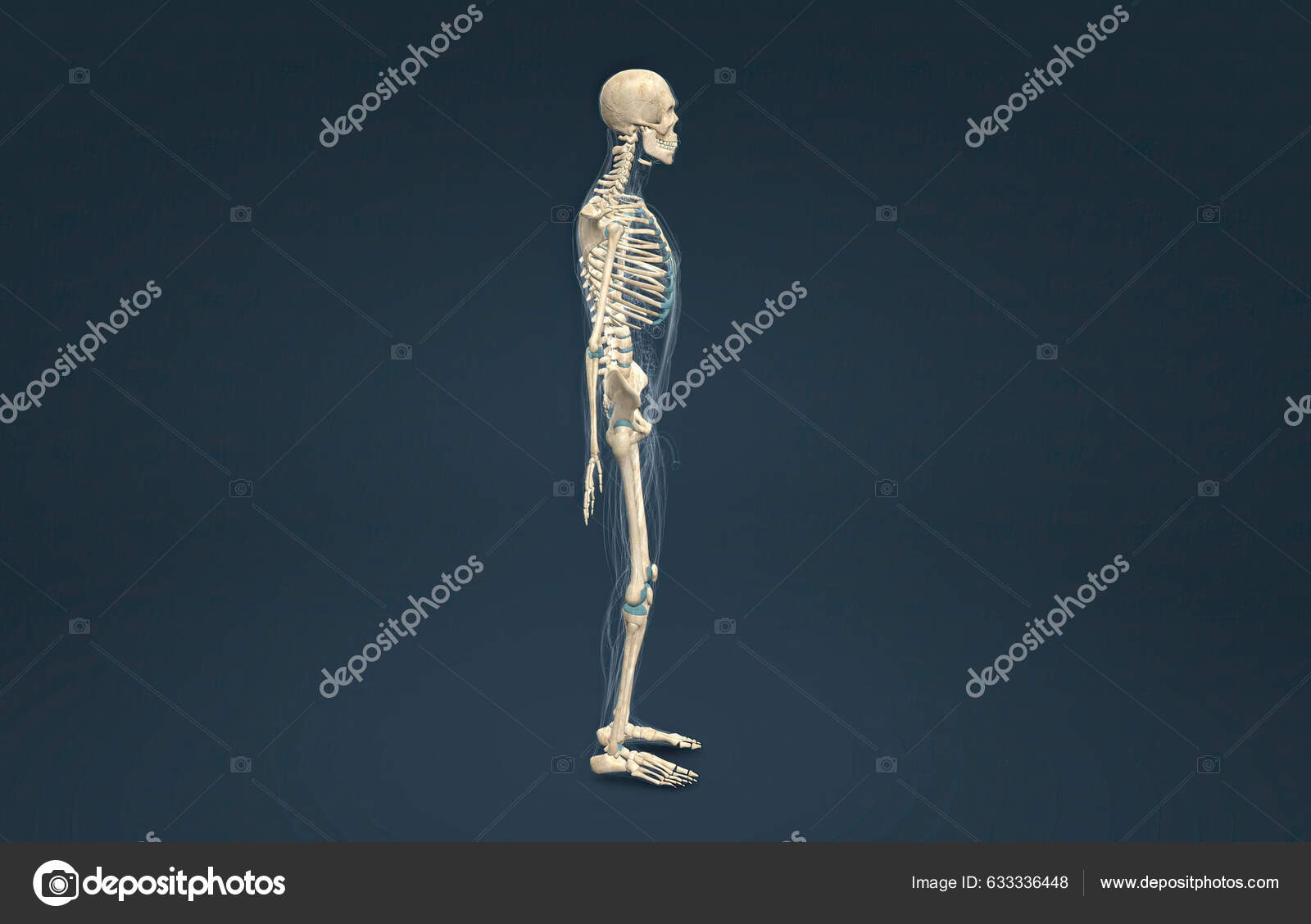 Male Axial Skeleton Supports Head Neck Back Chest Forms Vertical Stock