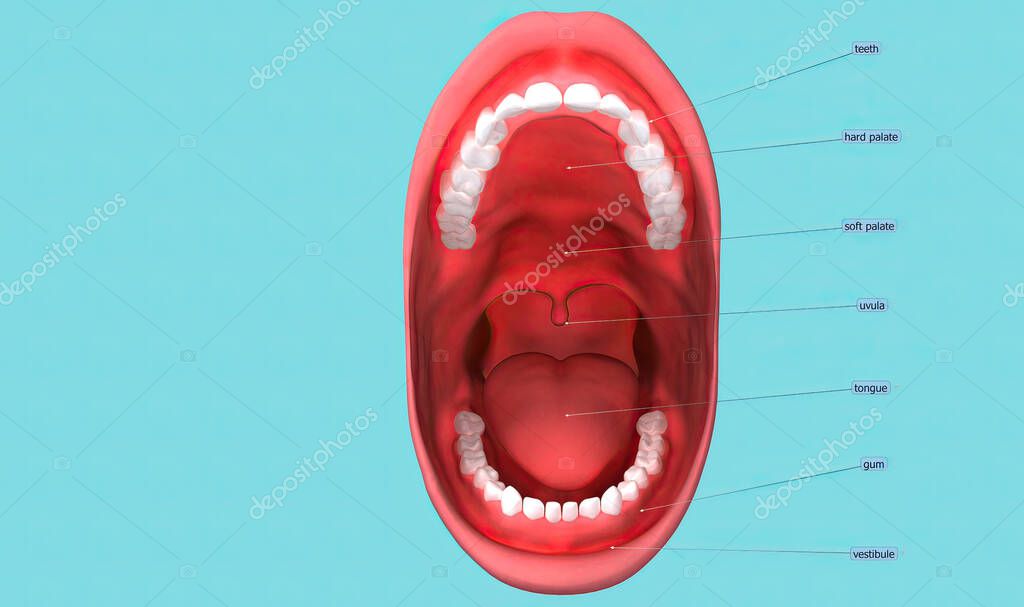 The mouth, also called the oral cavity or buccal cavity, is the hole