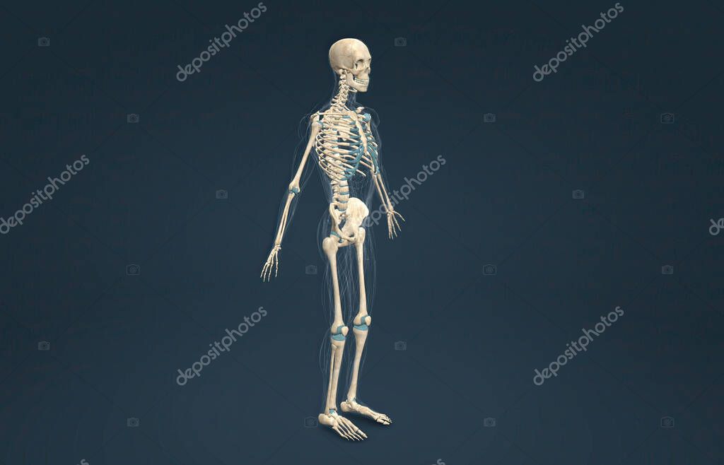 The male axial skeleton supports the head, neck, back, and chest and