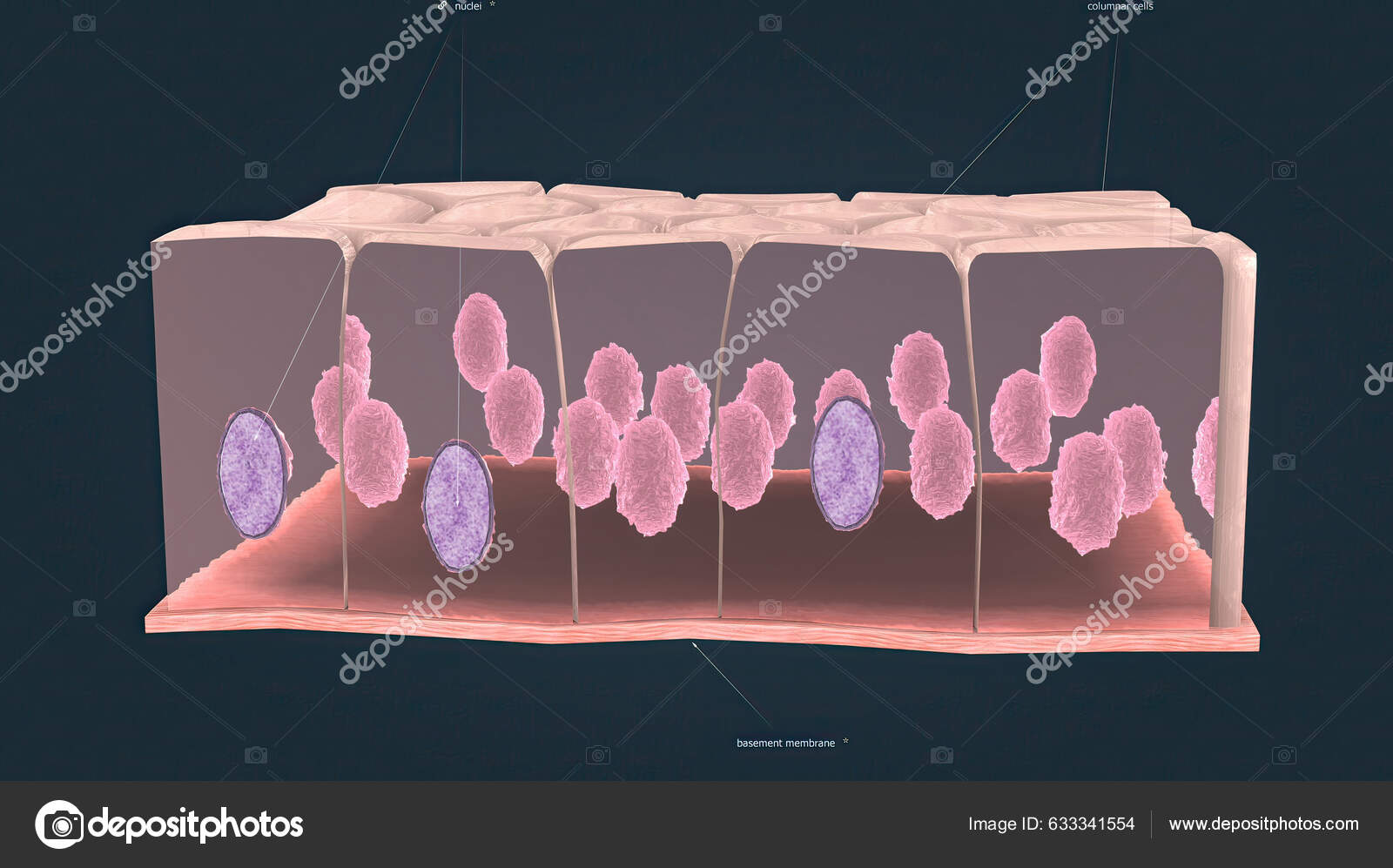 Simple Columnar Epithelium Single Layer Columnar Epithelial Cells Which Tall Fotografía De 3514