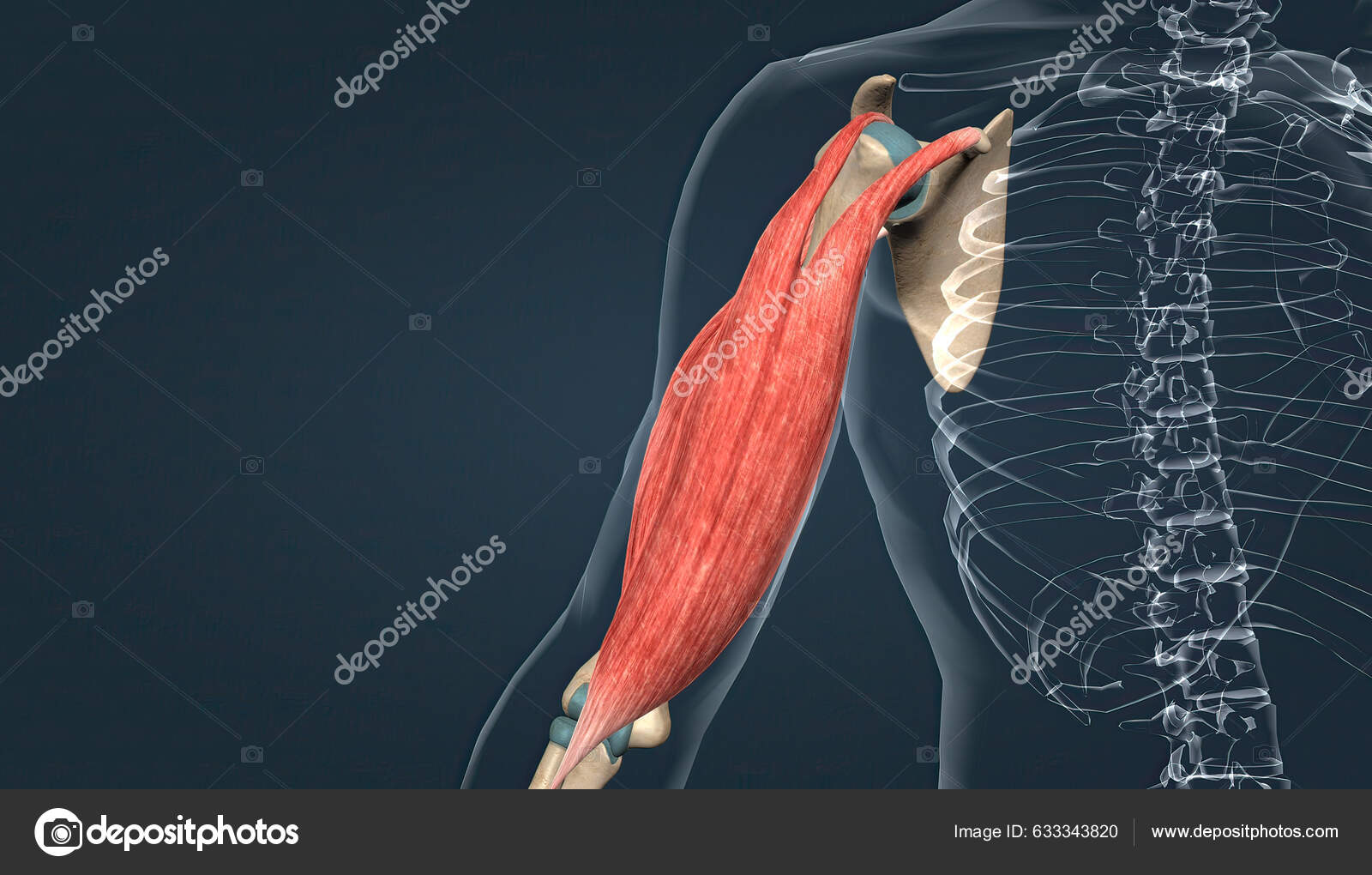 Muscle Armflexion Extension Illustration fotografía de stock