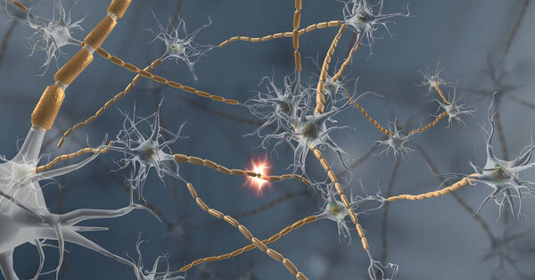 Nervous tissue is found in the brain, spinal cord, and nerves 3d illustration