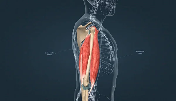 Fusiform muscle cell Stock Photos, Royalty Free Fusiform muscle cell ...