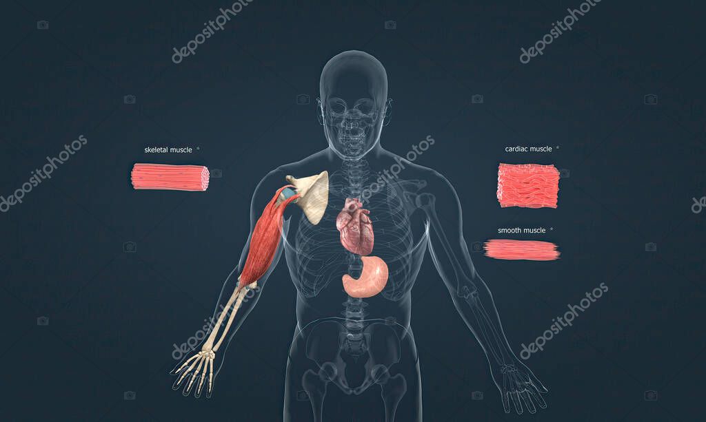 There are three types of muscle tissue in the human body skeletal