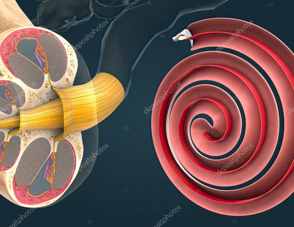 Tonotopia begins in the snaillike cochlea, which sends information about sound to the brain in