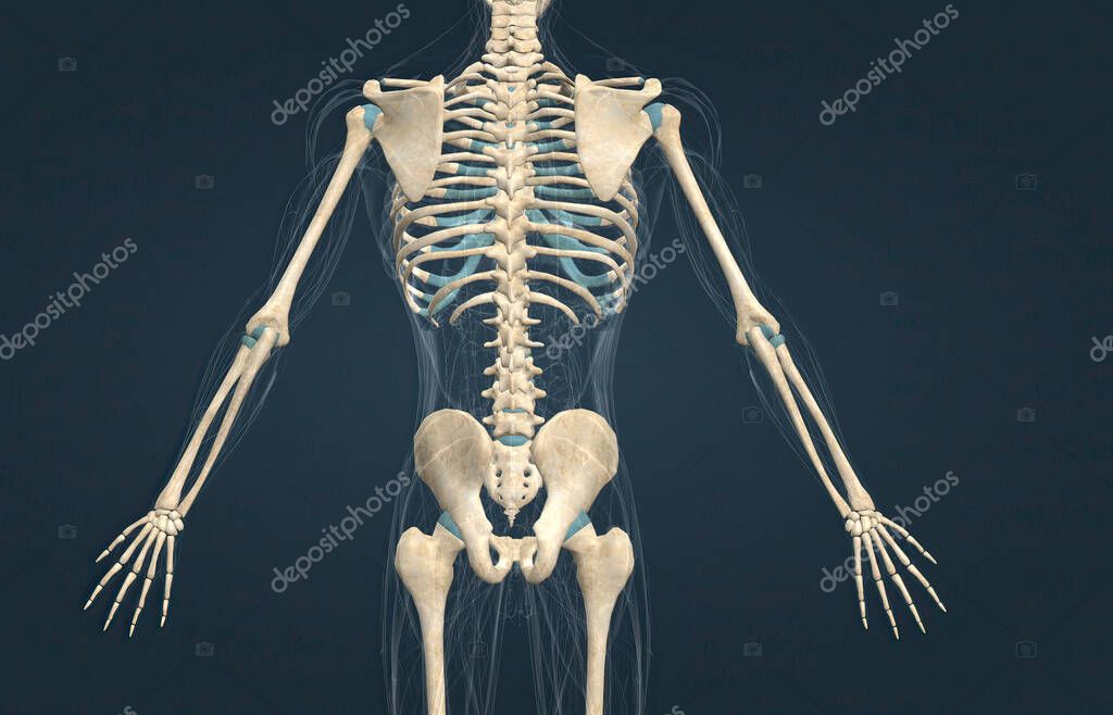 The costochondral joints are joints of the thoracic wall that connect