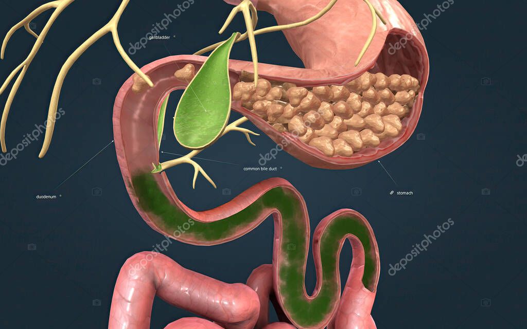 A tube that carries bile from the liver and gallbladder, through the