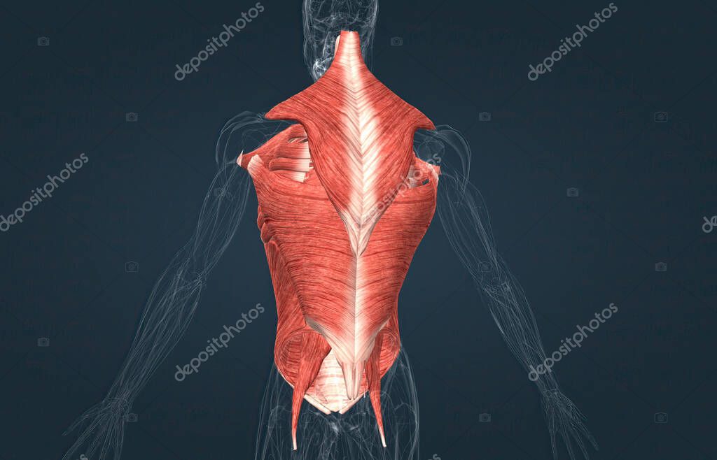 The muscles of the trunk include those that move the vertebral column ...