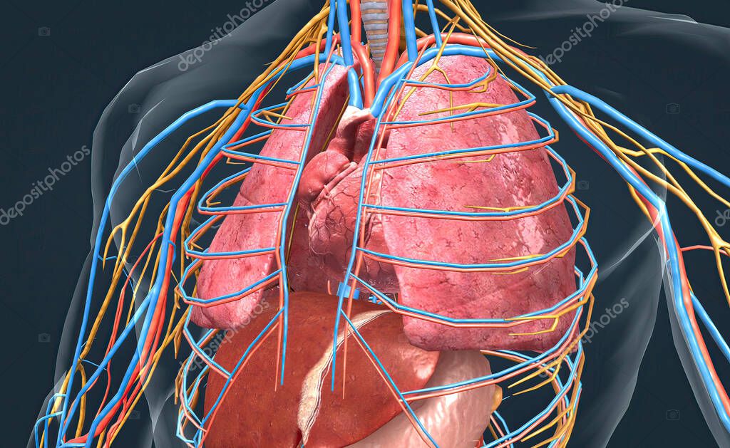 The lungs are part of the respiratory system. Your heart then pumps