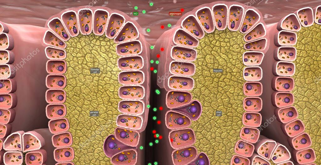 Pepsinogen reacts with hydrochloric acid (HCl) in the stomach and turns