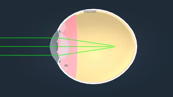 Structure of the Human Eye and anatomy of vision 3d animation