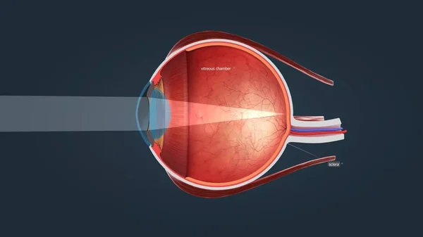 Cutaway View of a Human Eye 3d animation