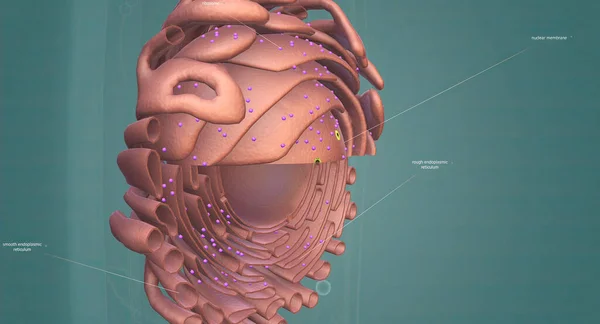 The endoplasmic reticulum is a large, dynamic structure that serves ... Biology Diagrams