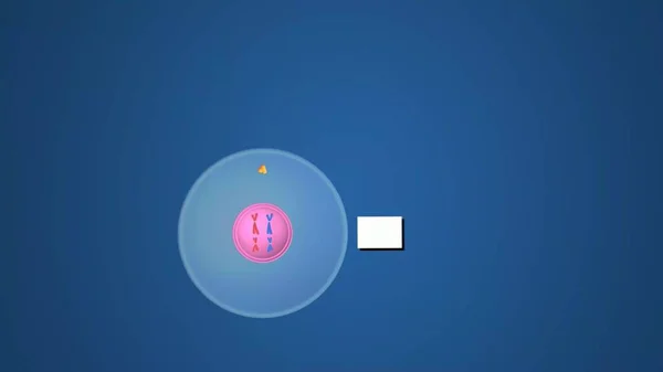 Cell cycle animation Images Biology Diagrams