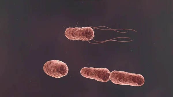The shape of a bacterium is determined by its rigid cell wall. Bacteria that lack a cell wall (Mycoplasma and L-forms) display a great diversity of unusual shapes. Bacteria having various shapes are said to be pleomorphic. 3D animation