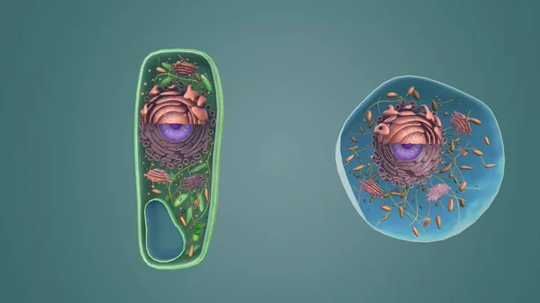 The structure of Plant and Animal Cells. 3D animation