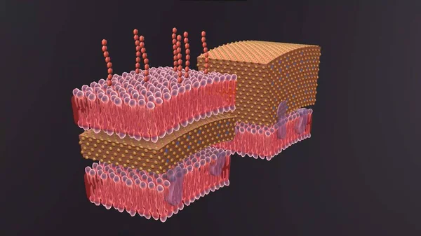 A cell wall is a structural layer surrounding some types of cells, just outside the cell membrane.. 3D animation
