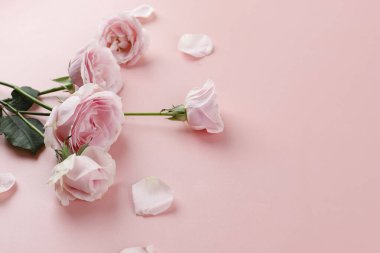 Pink Rose on Pink Background, Valentine Theme