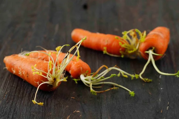 Nahaufnahme Nicht Frisch Verfaulte Babykarotte Karottensprossen Auf Holztisch — Stockfoto