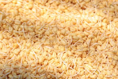 Yiyecek Arkaplanı İçin Çiğ Organik Mung Fasulyesi Filizi 