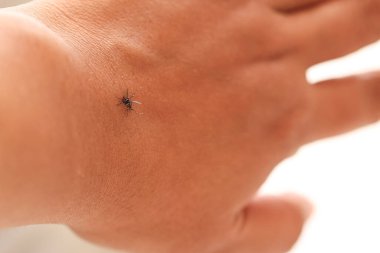 Nyamuk Demam Berdarah, Aedes Ege, Dang Sivrisinek İnsan Eli. 
