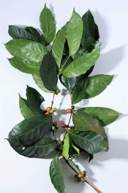 Kahveli Organik Kahve Fasulyeleri Beyaz Arkaplanda İzole Edildi