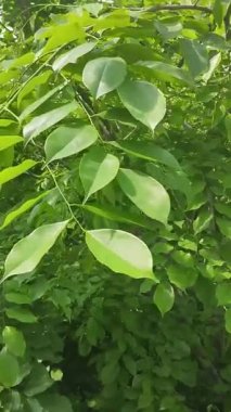 Sabah rüzgarında sallanan yeşil yapraklar ve tarlada ot yiyen bufalolar.