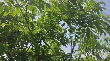 Sabah rüzgarında sallanan yeşil yapraklar ve tarlada ot yiyen bufalolar.