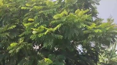 Sabah rüzgarında sallanan yeşil yapraklar ve tarlada ot yiyen bufalolar.