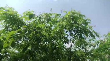 Sabah rüzgarında sallanan yeşil yapraklar ve tarlada ot yiyen bufalolar.