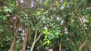 Sabah rüzgarında sallanan yeşil yapraklar ve tarlada ot yiyen bufalolar.