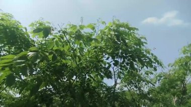 Sabah rüzgarında sallanan yeşil yapraklar ve tarlada ot yiyen bufalolar.