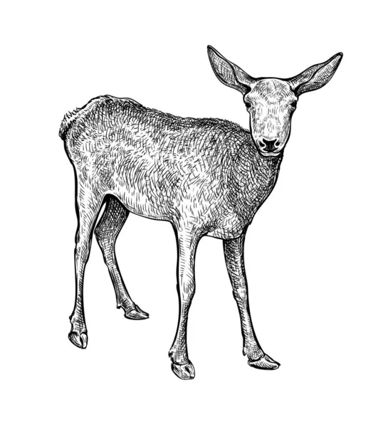 Schizzo Inchiostro Nero Disegnato Mano Cervo Sika Isolato Sfondo Bianco — Vettoriale Stock
