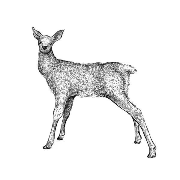 손으로 스케치 새끼는 배경에 고립되어 있었다 모양의 사슴이다 사슴의 빈티지 — 스톡 벡터
