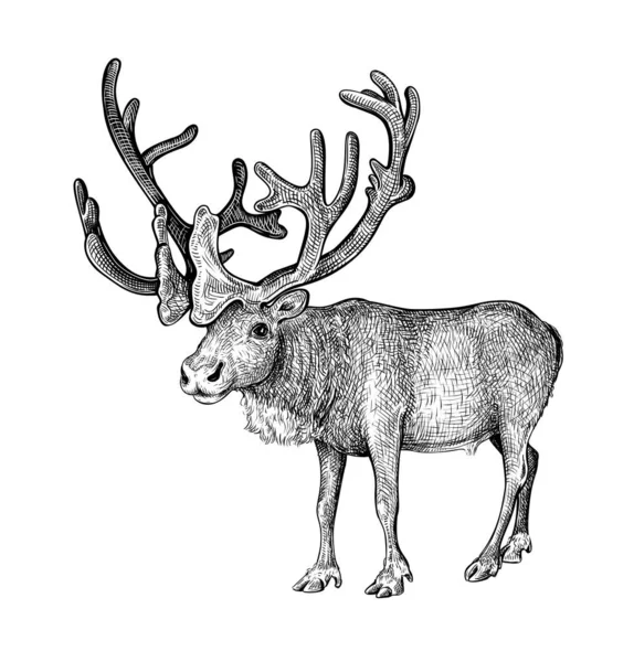 stock vector Hand drawn black ink sketch of Raindeer isolated on white background. Vector illustration of wild stag. Vintage engrave of north raindeer