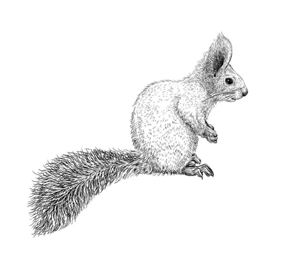 Hand Drawn Black Ink Sketch Squirrel Isolated White Background Vector — Stock Vector