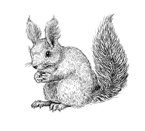 Hand drawn black ink sketch of Squirrel isolated on white background. Vector illustration of forest animal. Vintage engrave of Squirrel