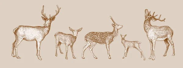 Set Gambar Tangan Sketsa Deer Diisolasi Pada Latar Beige Vektor - Stok Vektor
