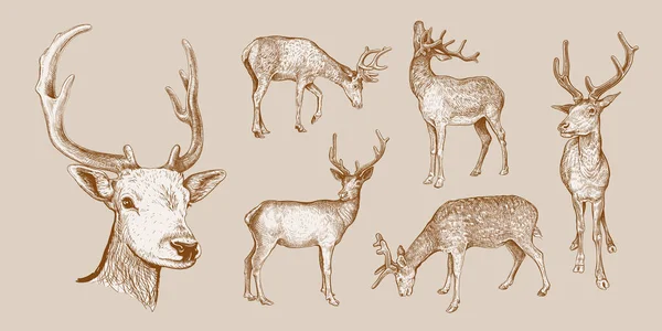 Set Hand Drawn Sketches Deer Isolated Beige Background Vector Illustration — Stock Vector