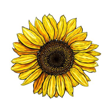 El yapımı lüks ayçiçeği. Çiçek tasarımı için bitkinin vektör çizimi. Beyaz arka planda izole edilmiş kır çiçeğinin renkli çizimi. Güzel Helianthus. Kırsal tasarım için klip sanatı