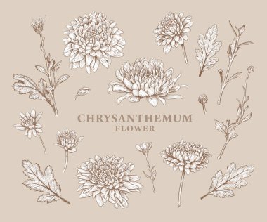 Set of hand drawn luxurious Chrysanthemum flowers. Vector illustration of plant elements for floral design. Sepia sketch of flowers isolated on a beige background. Beautiful bouquet of Chrysanthemums