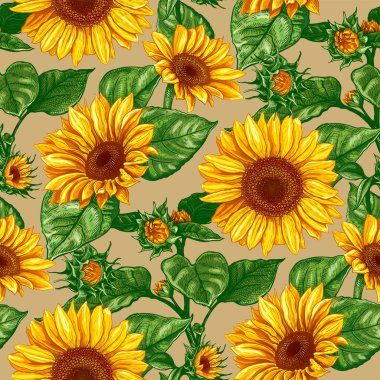 Beautiful seamless pattern with hand drawn lush Sunflowers flowers on a beige background. Vector illustration of Helianthus flower. Floral wildflowers elements for textile design