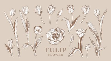 El çizimi Bahar Lale çiçekleri. Çiçek tasarımı için bitki elementlerinin vektör çizimi. Bej arka planda izole edilmiş Sepia gerçekçi çiçek çizimi. Güzel bir buket lale.