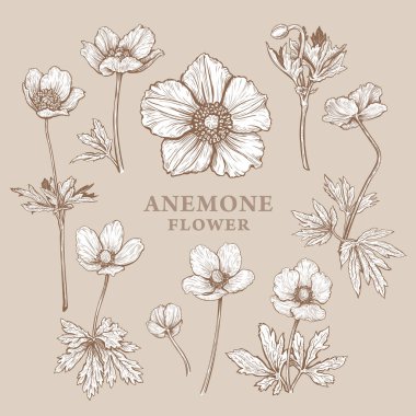 El çizimi Anemone çiçeği ya da yel çiçeği. Çiçek tasarımı için bitki elementlerinin vektör çizimi. Bej bir arka planda izole edilmiş Sepia çiçek çizimi. Güzel bir buket Anemone Sylvestris